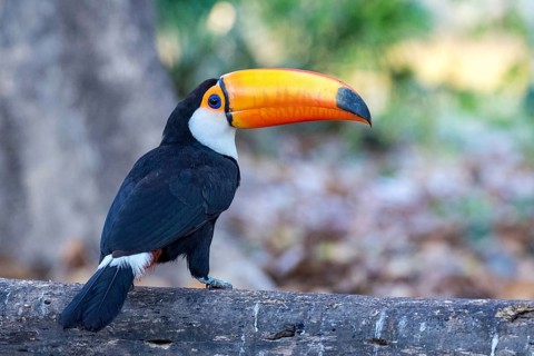 Toco toucan (Ramphastos toco), South America, Brazil, Pantanal, Pantanal, South America