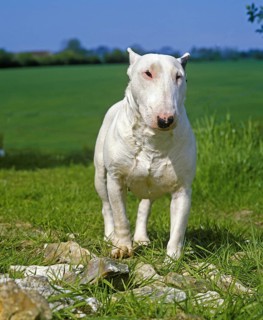 English Bull Terrier, Dog standing on Grass
