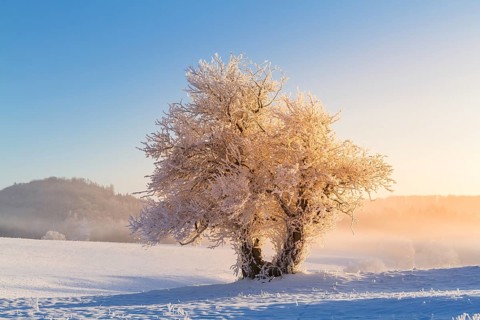 Dawn in the Harz Selke Valley