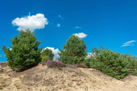 Shifting sand dune at former military training area Jueterbog in Brandenburg, Germany, Europe