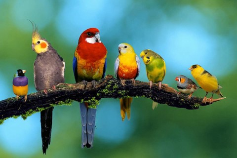 Gouldian Conure, Cockatiel, Rosella Conure, Parakeet, Budgie, Zebra Finch and Canary