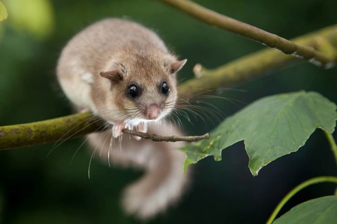 Edible dormouse (Glis glis) Rhineland-Palatinate, Germany, Europe