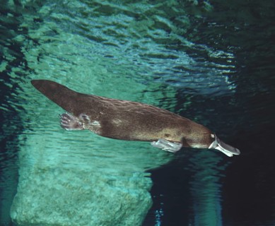 PLATYPUS (ornithorhynchus anatinus), AUSTRALIA
