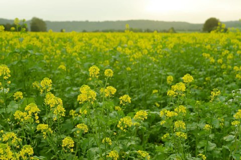 Field mustard (Sinapis arvensis), Rosengarten, Schwäbisch Hall, Hohenlohe, Kochertal,