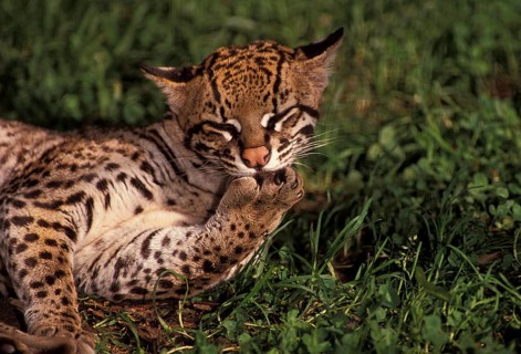 Ocelot (leopardus pardalis), adult licking its leg