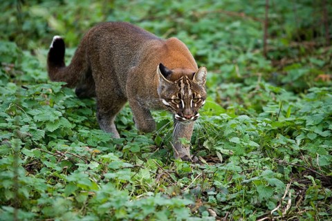 Asian golden cat or Temminks cat, catopuma temmincki, adult running