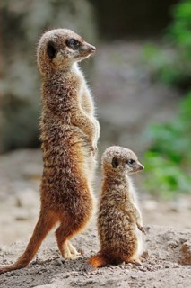 Meerkats (Suricata suricatta), female with young, suricates, lateral view