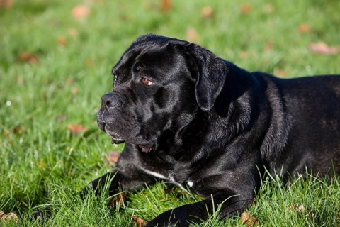 CANE CORSO, A DOG BREED FROM ITALY