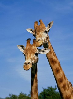 Rothschild's Giraffe (giraffa camelopardalis rothschildi)