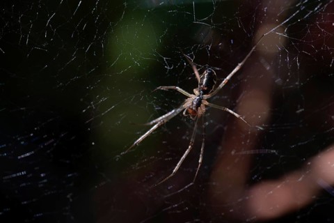 Baldachin spider (Linyphiidae), spider in web from above, Wurzacher Ried, Baden-Württemberg,