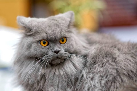 Persian cat with attached ears