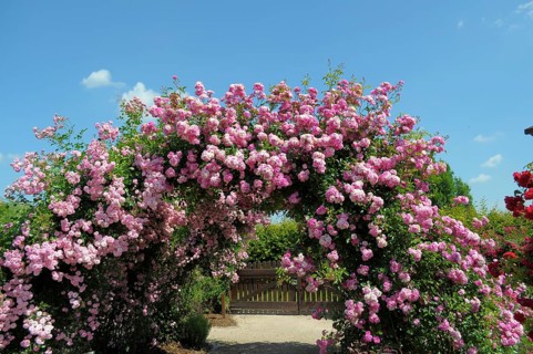 Oberderdingen, Rose Garden, Rose Arch