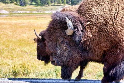 Bisons crossing road In the Yellowstone National Park. Wyoming. USA
