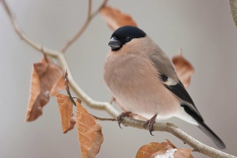 Eurasian bullfinch (Pyrrhula pyrrhula), female, Rhineland-Palatinate Germany
