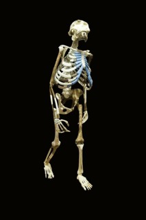 Replica of the skeleton 'Dinknesh', National Museum, Addis Ababa (Australopithecus afarensis Lucy),
