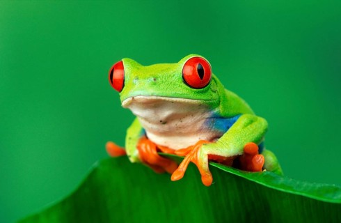 Red-eyed tree frog (Agalychnis callidryas), male