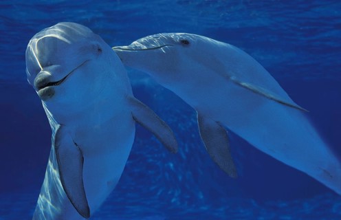 Bottlenose dolphin, Bottlenose dolphins (tursiops truncatus), dolphins, marine mammals, animals,