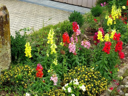 Snapdragon flowering in the front garden, common snapdragon (Antirrhinum majus) Garden Snapdragon