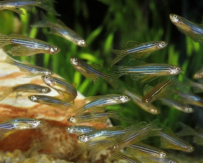Zebrafish (brachydanio rerio) (Brachydanio rerio), Zebrafish, Animals, Other animals, Fishes,