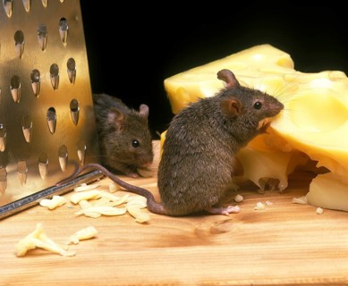 House mouse (mus musculus), adult eats Emmental cheese