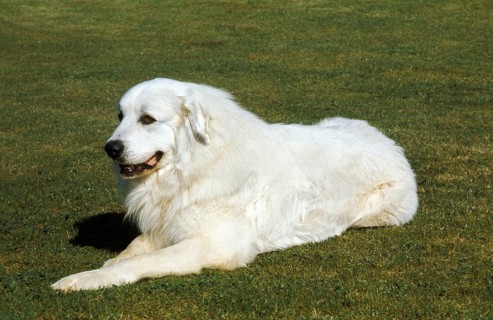 Great Pyrenean Hound or Pyrenean Mountain Dog