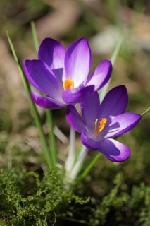 Woodland crocus (Crocus tommasinianus)