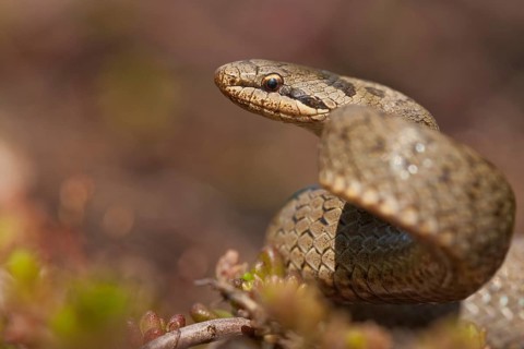Smooth snake (Coronella austriaca) Rhineland-Palatinate, Germany, Europe