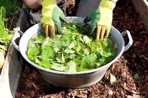 Herbal swill with stinging nettle (Urtica dioica), stinging nettle, stinging nettle swill, herbal