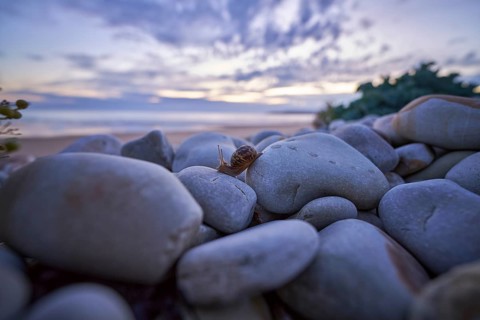 A periwinkle (Theba pisana) crawls over large stones on the beach of Vauville, France, Europe