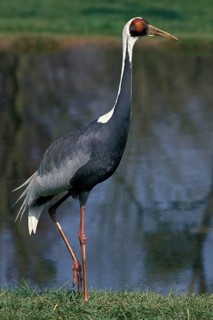 WHITE-NAPED CRANE (grus vipio), ADULT NEAR WATER