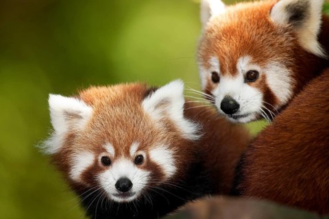 Red Panda (ailurus fulgens), Portrait of Adults