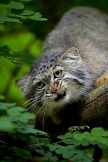 Pallas's cat (otocolobus manul) or Pallas' cat, adult growler