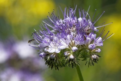 Tansy (Phacelia)