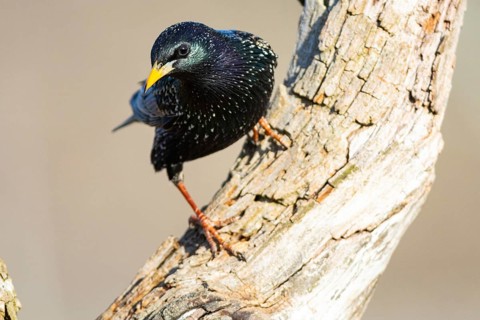Common starling (Sturnus vulgaris) Germany