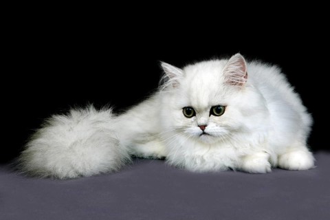Chinchilla Persian Domestic Cat, Adult against Black Background