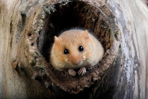 Common Dormouse (muscardinus avellanarius), Adult standing at Den Entrance, Normandy
