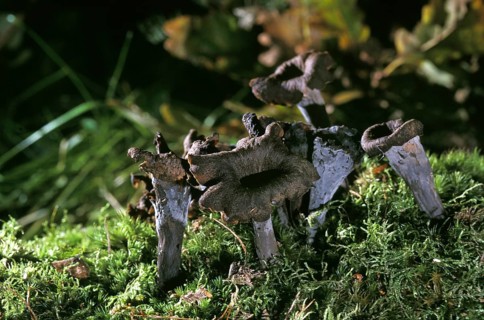 Horn of Plenty (craterellus cornucopioides) mushroom, Edible mushrooms