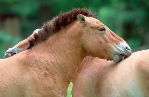Przewalski-Pferde, Paar, Grooming, Przewalski's (Equus przewalskii) Wild Horses, pair, grooming,