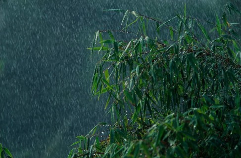 Bamboo bush in rain, plants, green, summer, landscape format, horizontal portfolio_wasser