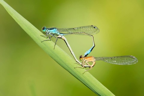 Large pitch dragonflies (Ischnura elegans), Mating wheel, Lower Saxony, Germany, Europe