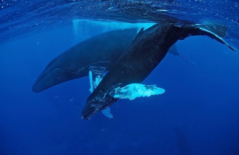 Humpback whale, mother and calf, Megaptera novaeangliae, Silverbanks, Caribbean Sea, Dominican