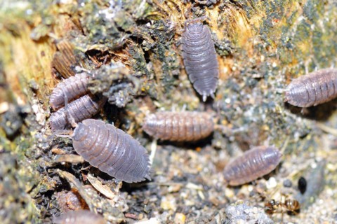 Porcellio scaber on a tree, woodlouse on a tree trunk