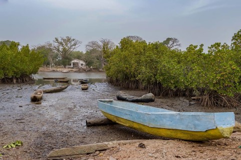 Mangrove area with traditional boats near Lamin, Gambia, Africa