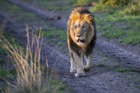 Lion (Panthera leo) male, Madikwe Game Reserve, North West Province, South Africa, RSA, Africa