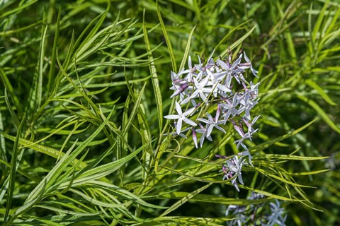 Blue star bush (Amsonia hubrichtii)