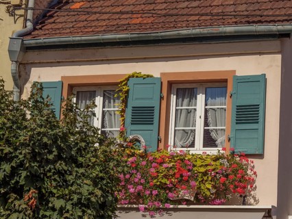 Historic house façade with green shutters and blooming flowers in flower pots, Weissenburg, Alsace,