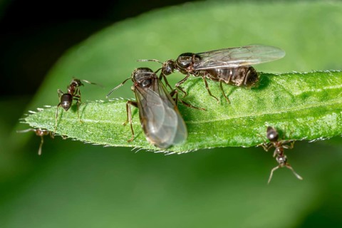 Winged Black garden ant in front of swarming with queen on a blade of grass
