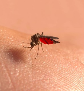 Macro of a common house mosquito or northern house mosquito (Culex pipiens) sucking blood on the