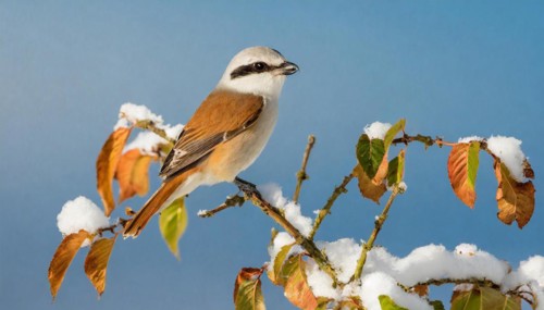 KI generated, A red-backed shrike (Lanius collurio)