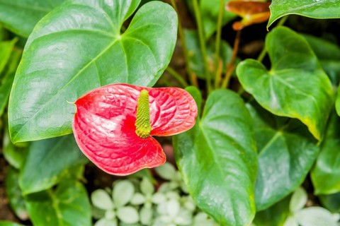 Closeup of single Fata Morgana, Anthurium sp flower with green leaves in background in Gyeongju